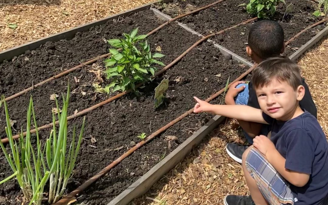 Bartlett Arboretum & Gardens & CLC Partner on Vegetable Garden